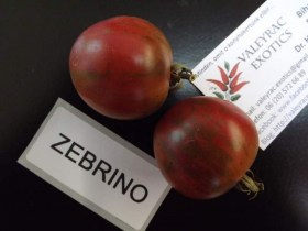 Zebrino paradicsom - Paradicsom különlegességek az Egzotikus Növények Stúdiója kínálatából